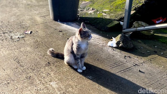 Penampakan kucing liar di Bandung