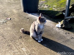 Cerita Suyanto Ratusan Kali Perbaiki Jok Motor Rusak gegara Kucing