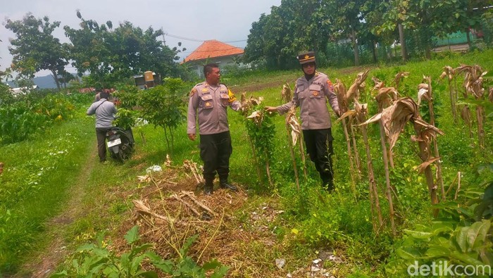 Polresta Sidoarjo Tinjau Dua Lokasi Program Ketahanan Pangan di Porong, Satu Lokasi Gagal Panen