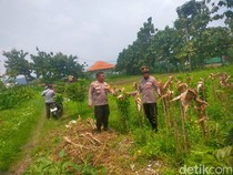 Polresta Sidoarjo Tinjau 2 Lokasi Program Ketahanan Pangan di Porong