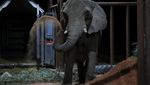 Potret Gajah Pupy Menempati Rumah Barunya di Brasil