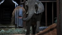 Setelah tiba di suaka margasatwa pada hari Jumat (18/4), Pupy membutuhkan waktu 9 jam untuk melangkahkan kaki pertamanya keluar dari kotak transportasi dan memasuki area suaka, kata direktur dan ahli biologi di Elephant Sanctuary Brazil, Daniel Moura.