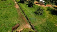 Pupy, sebagai gajah Afrika, tidak akan berbagi tempat dengan mereka karena perbedaan alami antara spesies tersebut, demikian yang telah diberitahukan sebelumnya oleh Buenos Aires Ecopark.