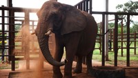 Setelah perjalanan panjang dari Argentina, Pupy si gajah Afrika keluar dari kandang transportasinya pada hari Jumat (18/4) dan memulai kehidupan baru di suaka margasatwa gajah di Brasil.