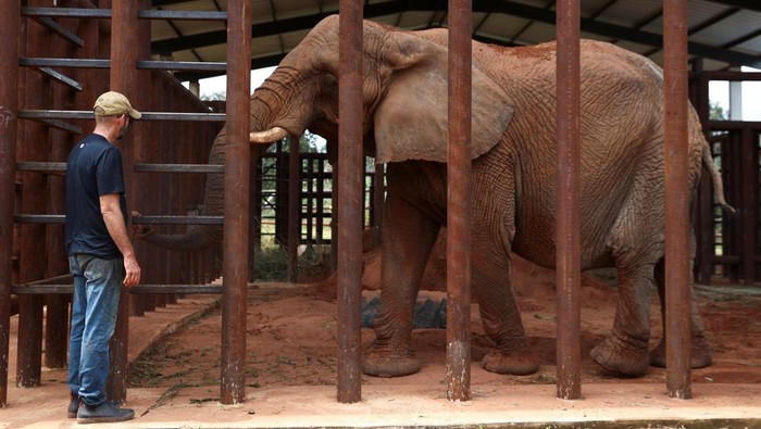 Scott Blais, founder of the Elephant Sanctuary Brazil, managed by the Global Sanctuary for Elephants (GSF) and the first refuge for captive elephants in South America, stands next to an African elephant, Pupy, who has lived at the Buenos Aires Zoo since 1993, on her arrival to the Brazilian sanctuary, after completing a 2,700 km overland journey from the Buenos Aires' Ecopark, in the municipality of Chapada dos Guimaraes, Matto Grosso, Brazil, April 19, 2025. REUTERS/Tomas Cuesta     TPX IMAGES OF THE DAY