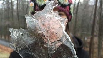 Bekuan salju dari sehelai daun. (Foto: Brightside)