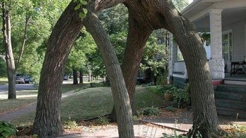 Pohon raksasa yang terlihat sedang berpelukan dan memiliki kaki. (Foto: Brightside)