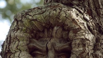 Ada yang melihat sesuatu di pohon ini? (Foto: Brightside)