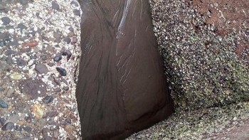 Aliran air yang membentuk gambar pohon. (Foto: Brightside)