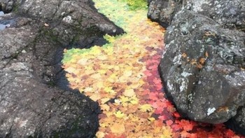 Warna yang cantik, ketika dedaunan berjatuhan. (Foto: Brightside)