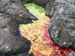 Potret Unik Fenomena Alam yang Bikin Mata Terpukau