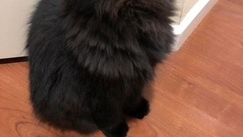 Kucingnya melayang? (Foto: Brightside)