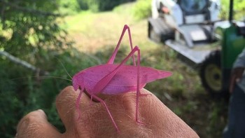 Belalang punya spesies warna pink? (Foto: Brightside)