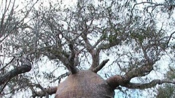 Wow besar sekali pohonnya. (Foto: Brightside)