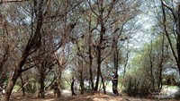.Spot Hutan Cemara di areal sekitar Landasan Pacu.