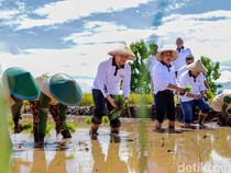 Aksi Wagub Emil Ikut Tanam dan Panen Padi di Ponorogo