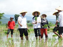 Walkot Kediri Vinanda Ajak Kapolres dan Dandim Tanam Padi
