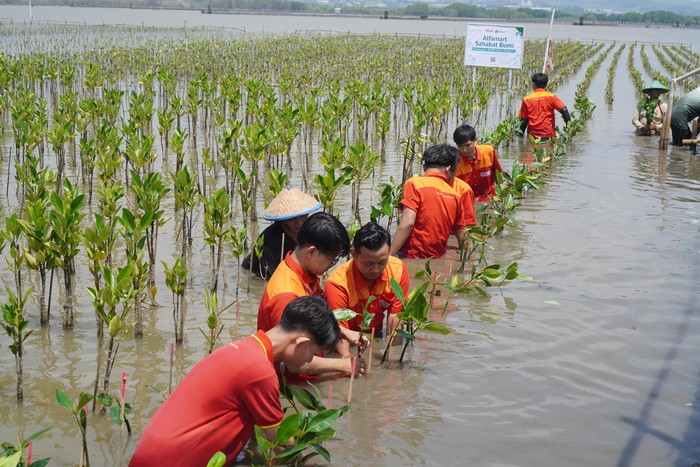 Alfamart Tanam 20 Ribu Pohon Mangrove di Semarang