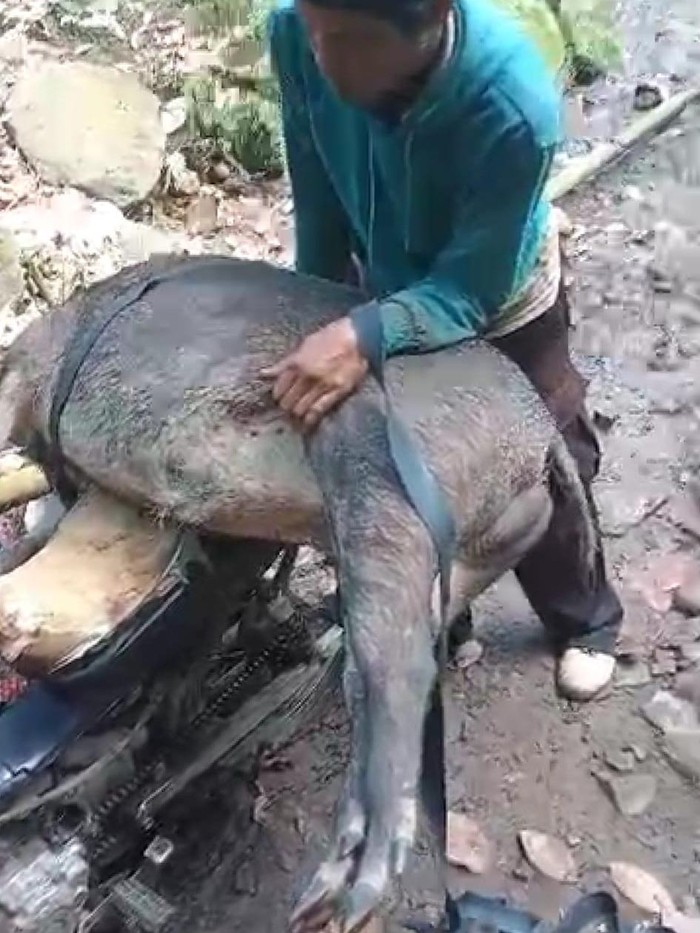 Bangkai babi hutan yang seruduk pasutri di Jember yang sedang asyik mandi bareng.