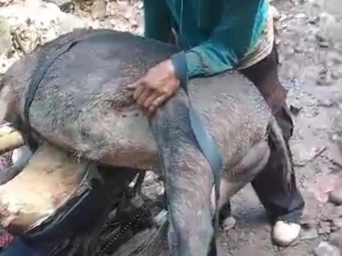 Bangkai babi hutan yang seruduk pasutri di Jember yang sedang asyik mandi bareng.