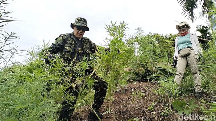 BNN memusnahkan tiga hektare ladang ganja di dua lokasi di Aceh Besar, Aceh. (Foto: Agus Setyadi/detikSumut).