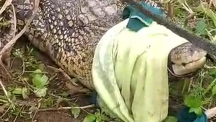 Buaya besar sepanjang 3 meter yang berhasil ditangkap warga Bangkala di ladang jagung.