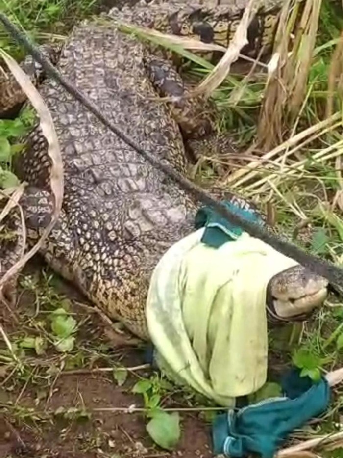 Buaya besar sepanjang 3 meter yang berhasil ditangkap warga Bangkala di ladang jagung.