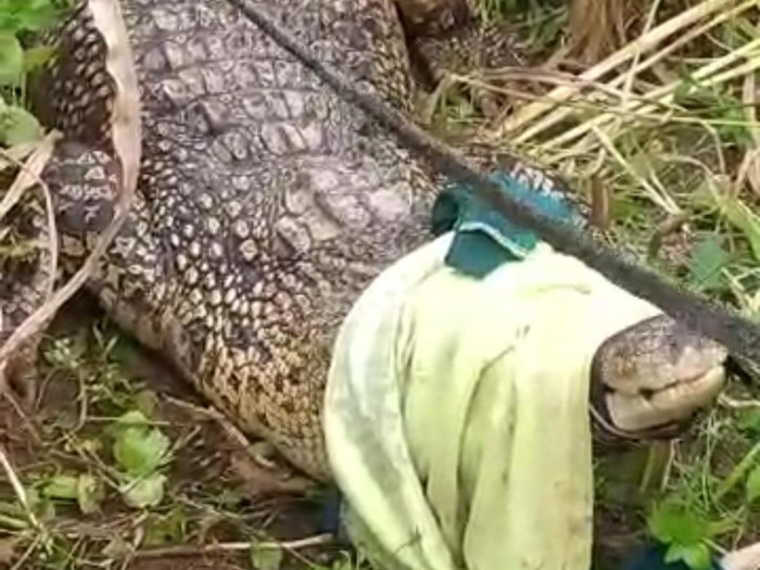 Buaya besar sepanjang 3 meter yang berhasil ditangkap warga Bangkala di ladang jagung.