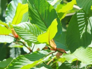Mengenal Kratom, Tanaman Ganja yang Bisa Diekspor