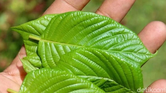 Tragis, Siswi di Thailand Tewas di Asrama usai Minum 1,5 Liter Jus Kratom