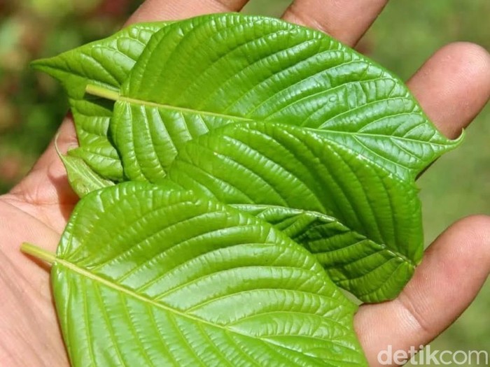 Kepala Seksi Perencanaan dan Pemanfaatan Hutan UPTD KPH Nunukan, Syamsul Hudha mengungkapkan potensi besar tanaman kratom (Mitragyna speciosa) sebagai sumber pendapatan baru bagi masyarakat Kalimantan Utara (Kaltara).