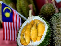 Durian Jatuh Pohon Asal Malaysia Semakin Populer di China
