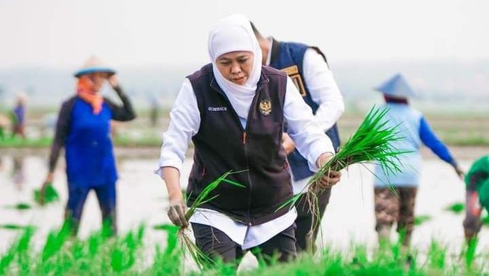 Gubernur Khofifah menanam padi