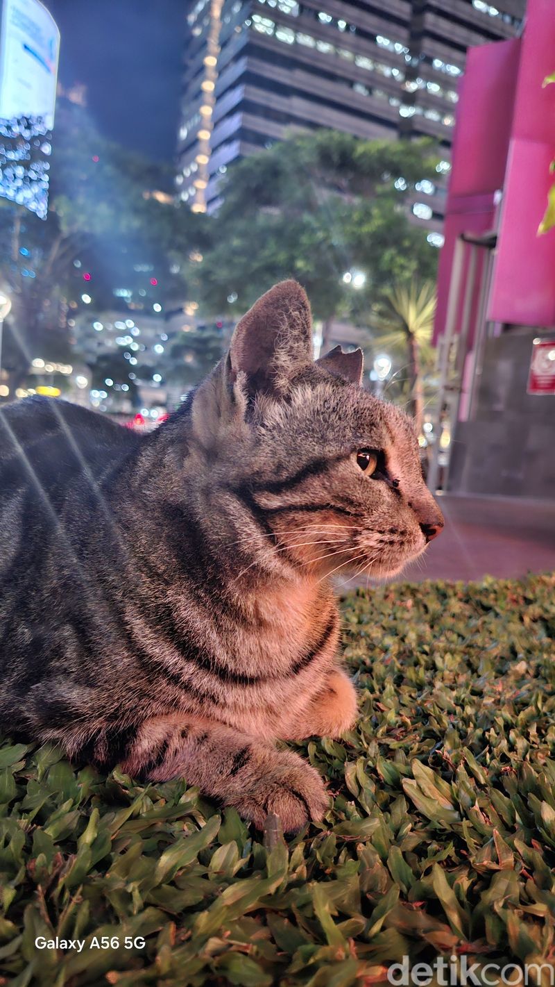 Hasil foto malam Samsung Galaxy A56