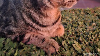 Ditutup dengan memotret kucing-kucing menggemaskan di sekitar FX Sudirman. Foto: Virgina Maulita Putri/detikINET