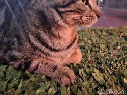 Memotret Jakarta Pakai Samsung Galaxy A56 dari Atas Open Top Bus