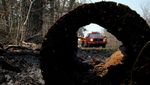 Hutan di New Jersey Membara