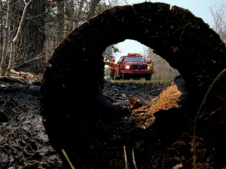 Hutan di New Jersey Membara