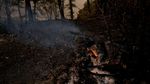 Hutan di New Jersey Membara
