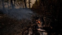 Sepanjang tahun ini, New Jersey telah mengalami kebakaran hutan hampir dua kali lebih banyak dari biasanya.  