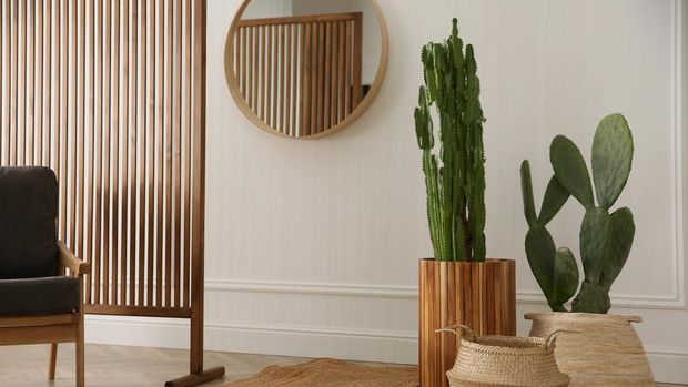 Ilustrasi tanaman hias kaktus Stylish room interior with beautiful potted cacti