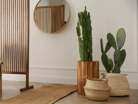 Stylish room interior with beautiful potted cacti