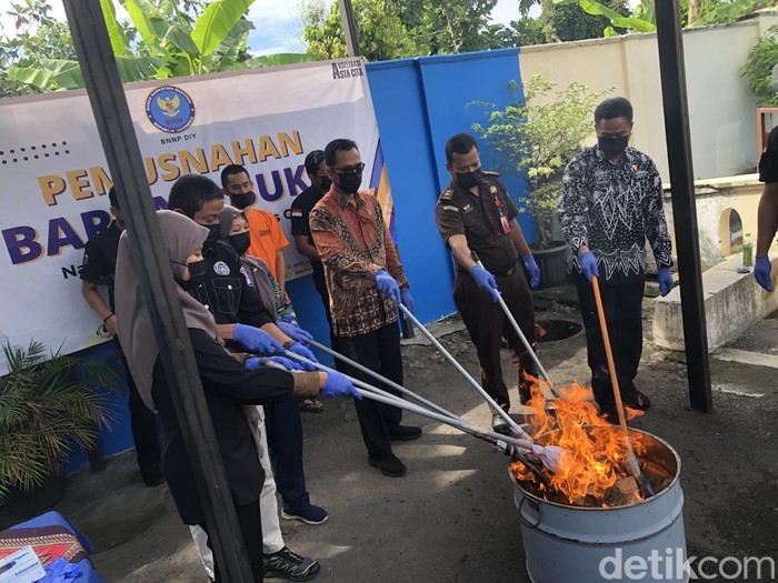 Ganja saat dimusnahkan di kantor BNNP DIY di Mergangsan, Kota Jogja, Kamis (24/4/2025).