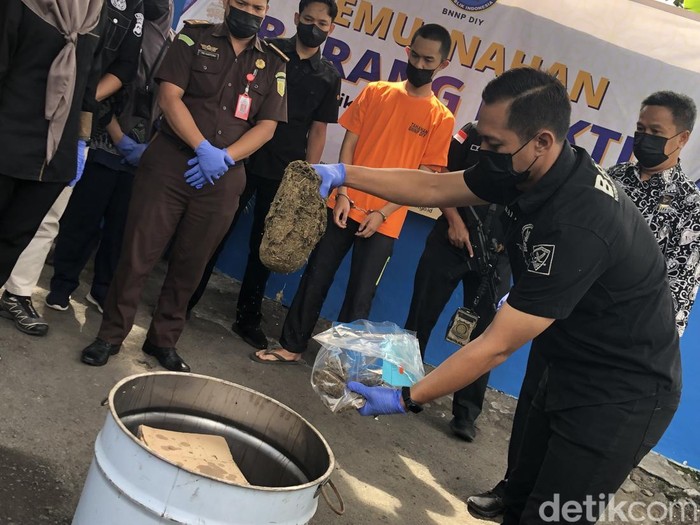 Ganja saat dimusnahkan di kantor BNNP DIY di Mergangsan, Kota Jogja, Kamis (24/4/2025).