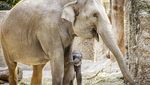 Kebun Binatang Zurich Rayakan Kelahiran Anak Gajah Langka