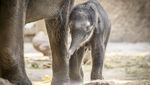 Kebun Binatang Zurich Rayakan Kelahiran Anak Gajah Langka