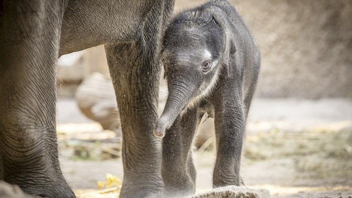 Elephant calf Zali, born on Saturday, stands next to its mother Farha on Wednesday, April 23, 2025 at Zurich Zoo in Zurich, Switzerland. (Michael Buholzer/Keystone via AP)