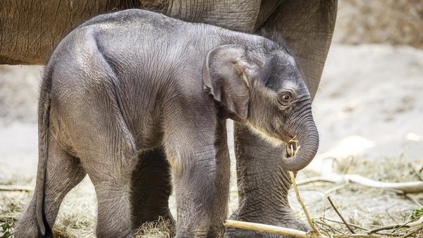 Kebun Binatang Zurich Rayakan Kelahiran Anak Gajah Langka