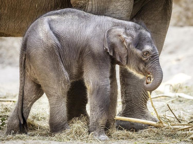 Kebun Binatang Zurich Rayakan Kelahiran Anak Gajah Langka