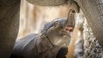 Kebun Binatang Zurich Rayakan Kelahiran Anak Gajah Langka